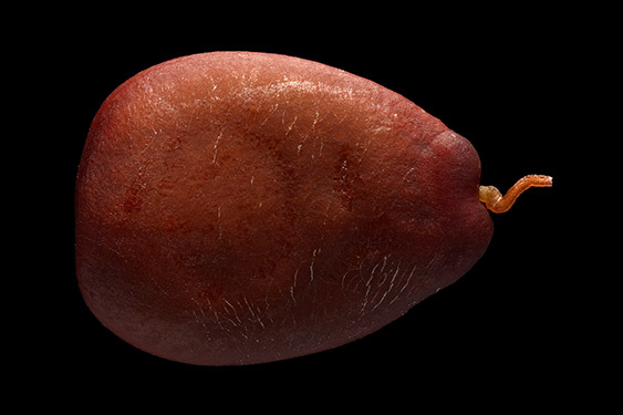 Ceratonia siliqua - locust bean