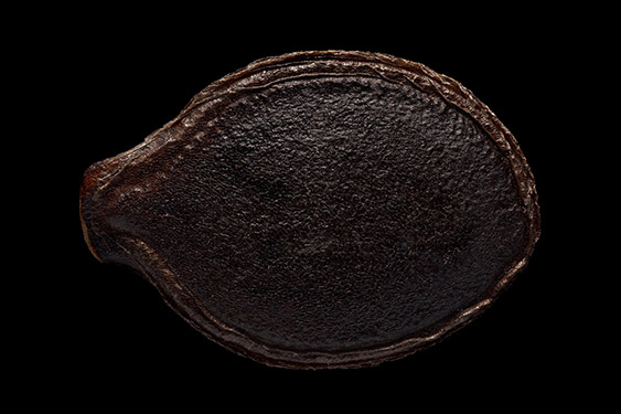 Cucurbita ficifolia - fig leaf gourd